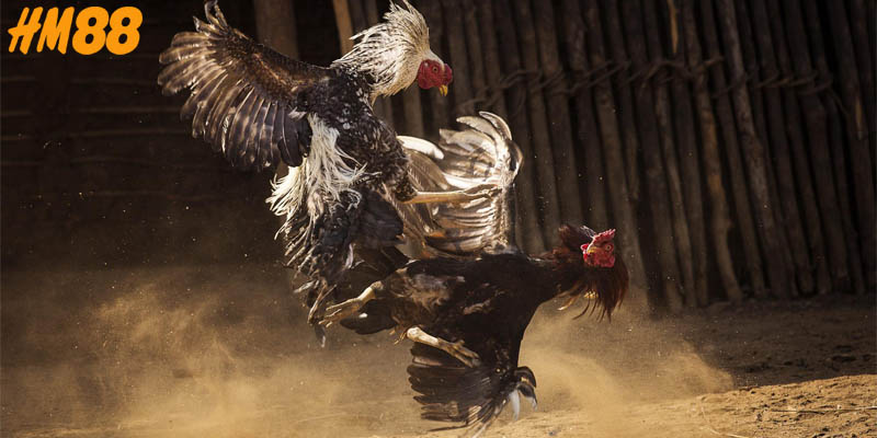 Khám phá và tìm hiểu luật đá gà miền Nam chi tiết 