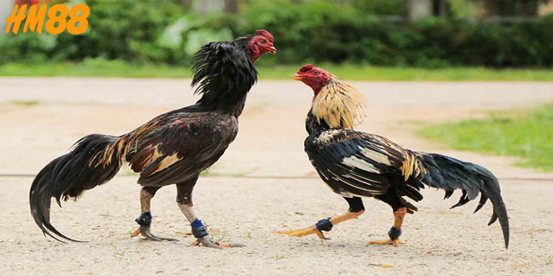 Những quy định chung trong luật đá gà miền Bắc và Nam