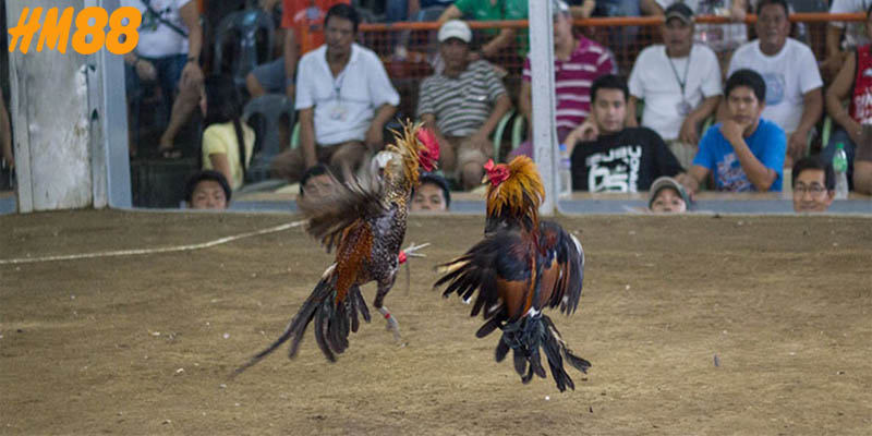 Tìm hiểu và khám phá luật đá gà miền Bắc 